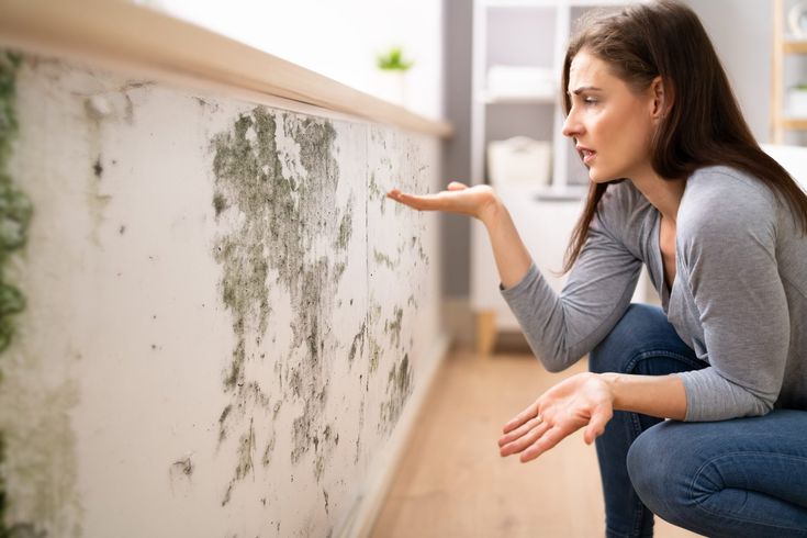 Understanding and Managing Household Mold: A Comprehensive Guide