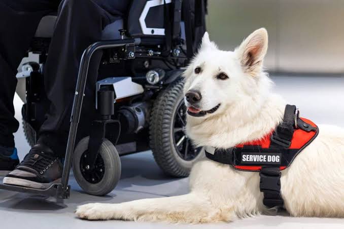 Is Online Service Dog Training Legal?