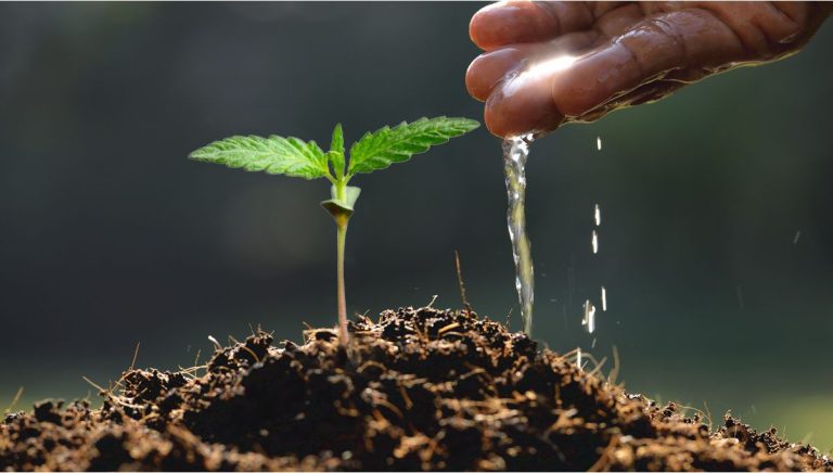 Best Cannabis Feed Schedule: 9 Top Resources for Better Plant Growth