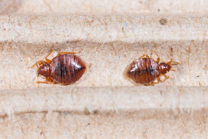 Bed Bug Infestation Symptoms: Top Signs You Shouldn’t Ignore