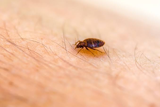 Questions Every Bed Bug Exterminator Should Answer First