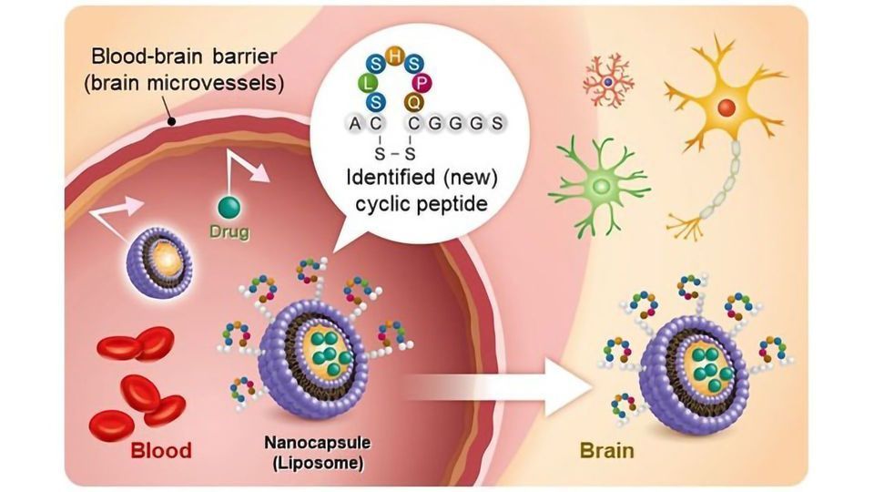 Overcoming Blood-Brain Barrier Penetration Challenges in CNS Drug Discovery